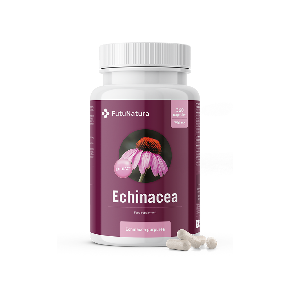 Echinacea - extract 10:1