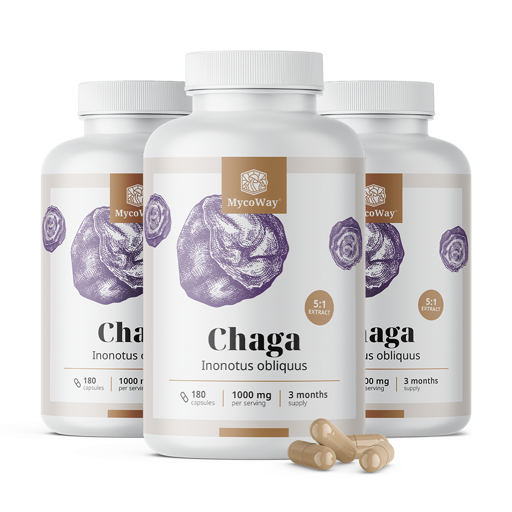 Chaga 1000 mg – extract 5:1